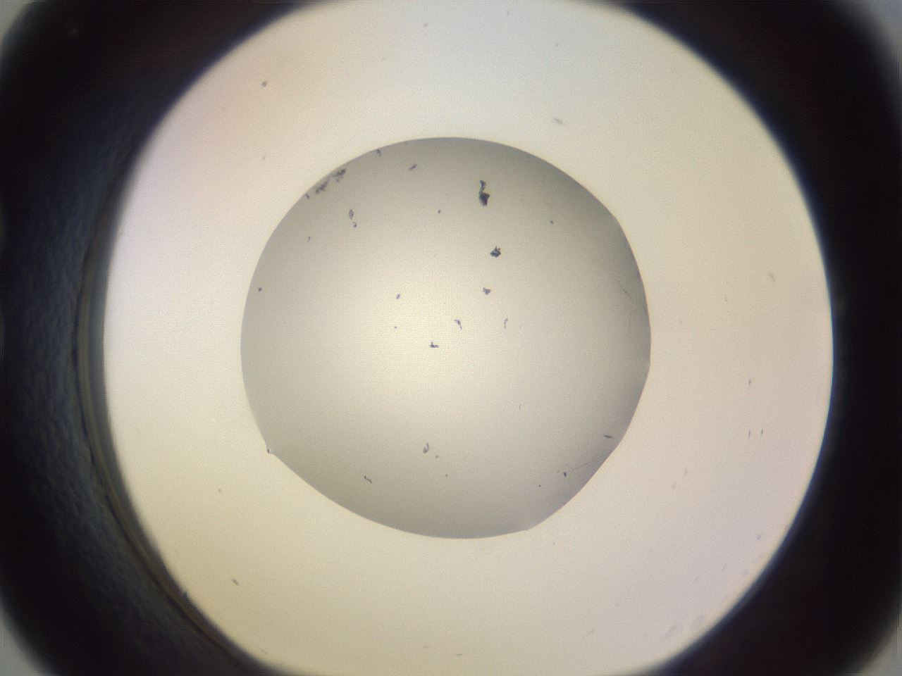 folderID951_plateID2951_batchID16038_wellNum33_profileID1_d1_r243552_ef.jpg