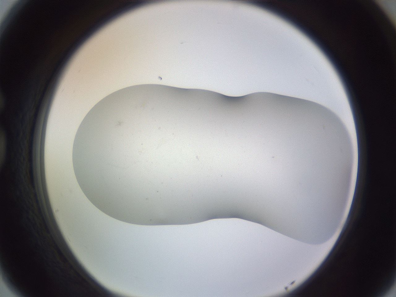 folderID951_plateID2951_batchID16038_wellNum77_profileID1_d1_r243596_ef.jpg