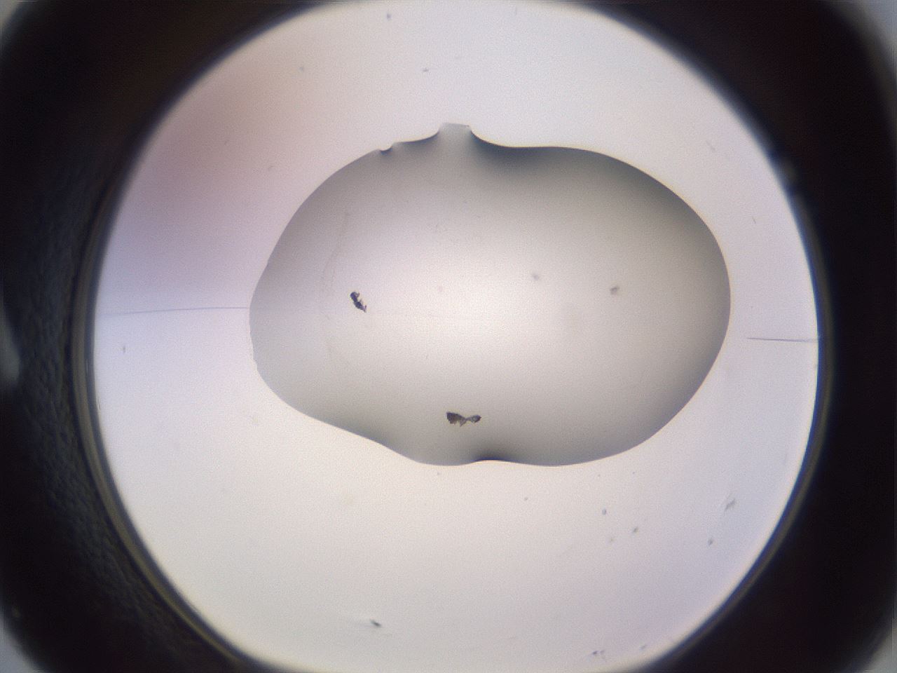 folderID951_plateID2951_batchID16038_wellNum7_profileID1_d1_r243526_ef.jpg