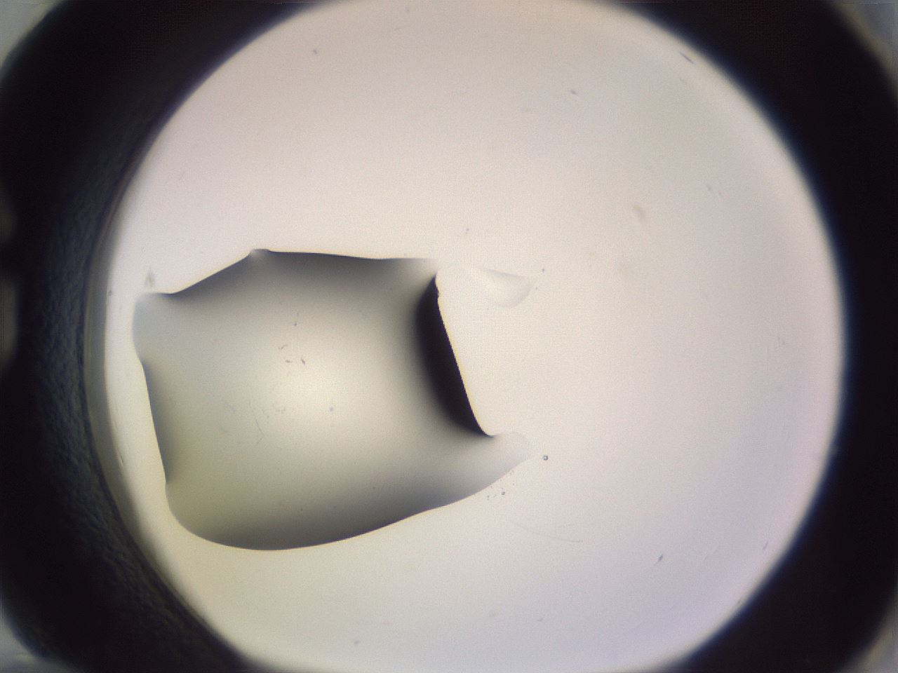 folderID951_plateID2951_batchID16038_wellNum84_profileID1_d1_r243603_ef.jpg