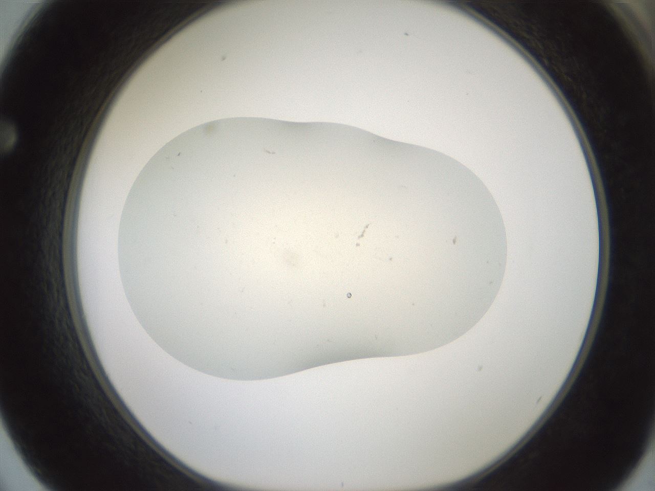 folderID952_plateID2952_batchID16032_wellNum62_profileID1_d1_r243485_ef.jpg