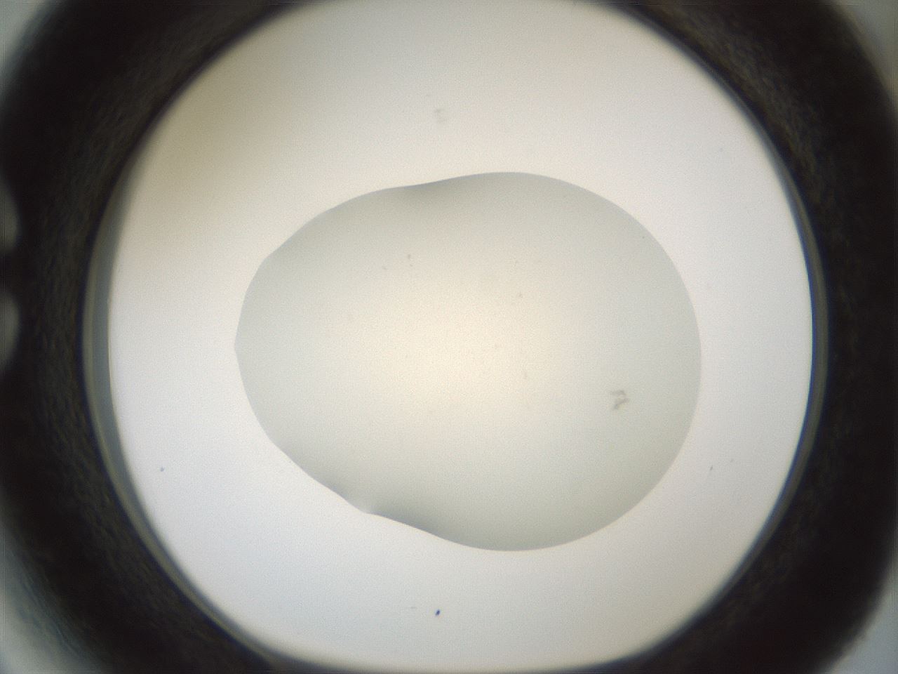 folderID952_plateID2952_batchID16032_wellNum27_profileID1_d1_r243450_ef.jpg