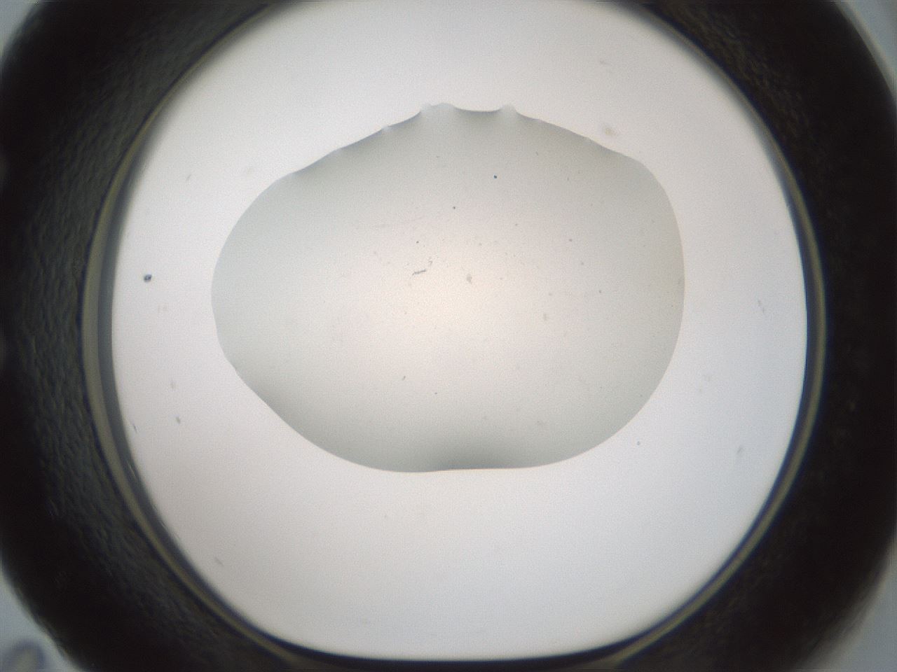 folderID952_plateID2952_batchID16032_wellNum59_profileID1_d1_r243482_ef.jpg