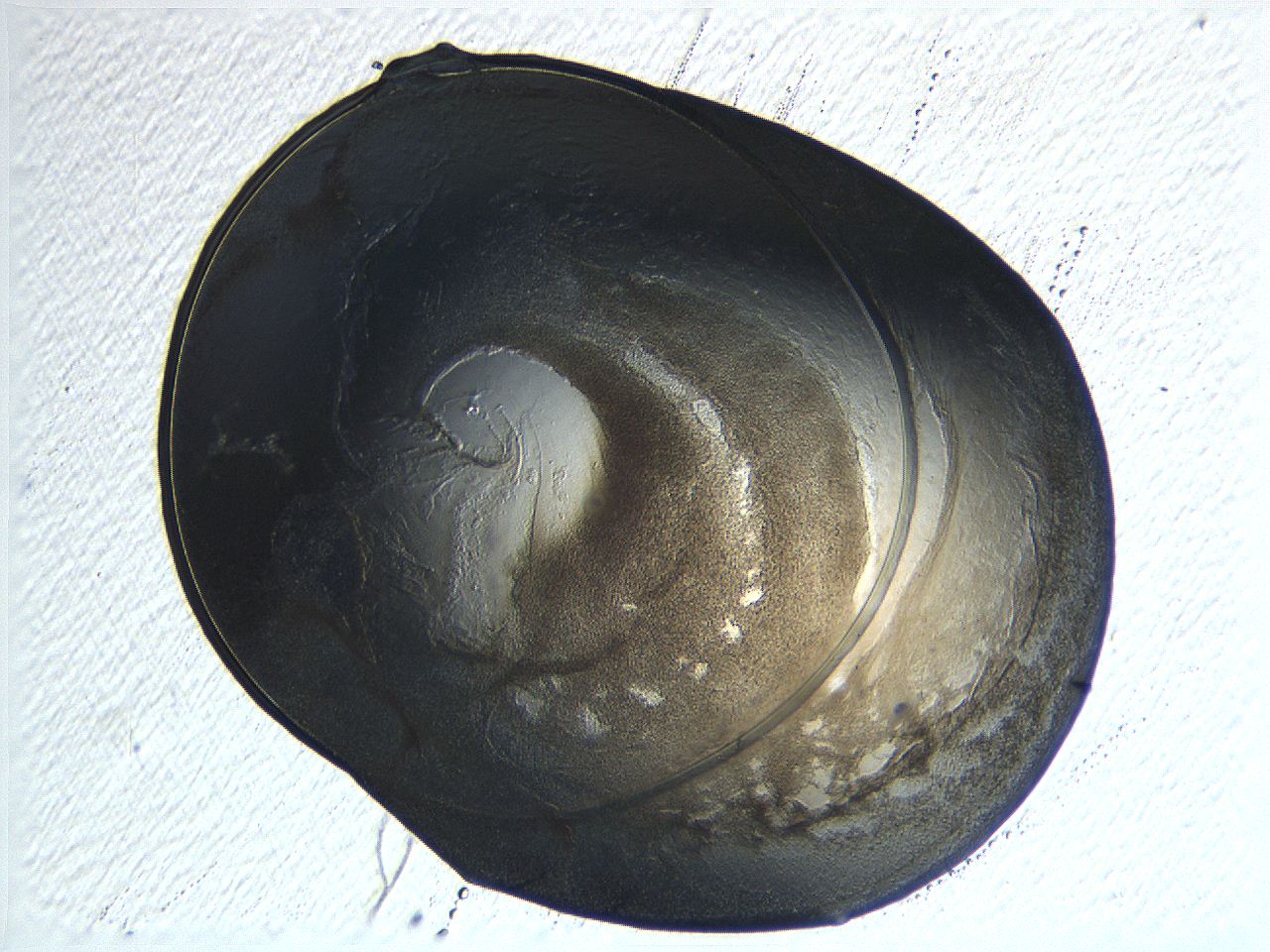 04ou_B10_ImagerDefaults_3.jpg
