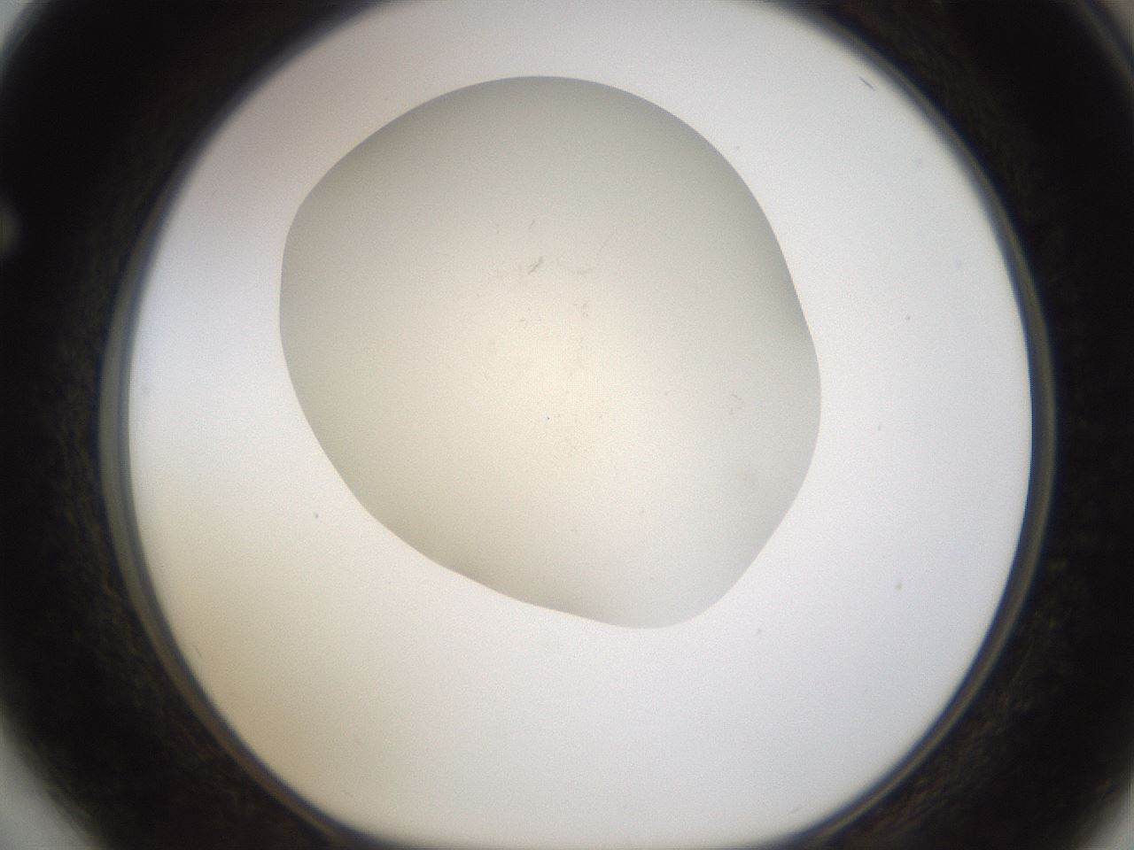 folderID953_plateID2953_batchID16042_wellNum64_profileID1_d1_r243679_ef.jpg