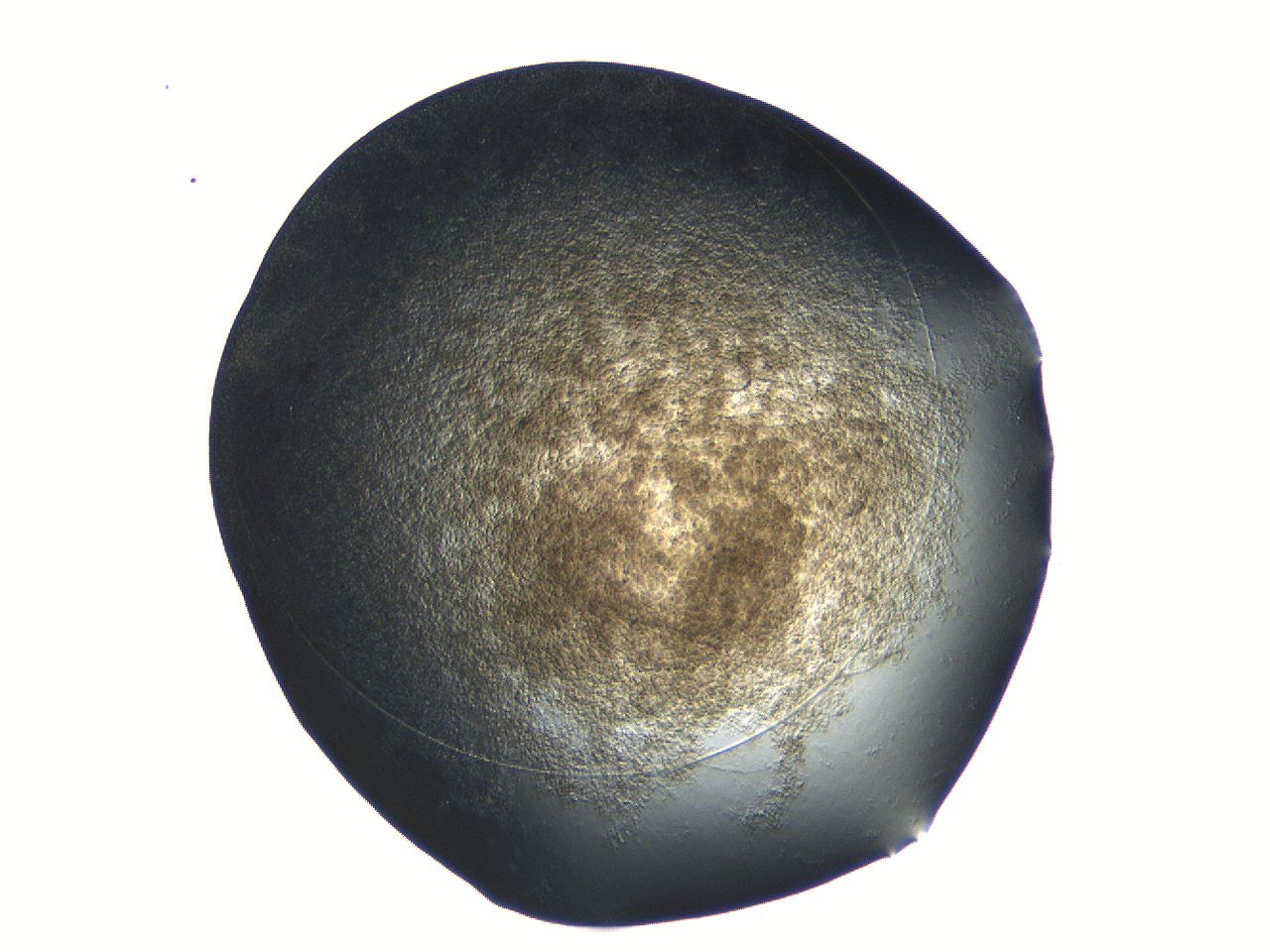04ou_D4_ImagerDefaults_3.jpg