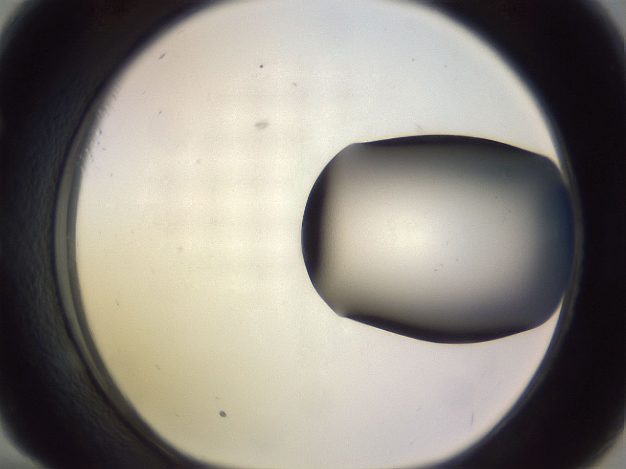 folderID954_plateID2954_batchID16043_wellNum58_profileID1_d1_r243865_ef.jpg