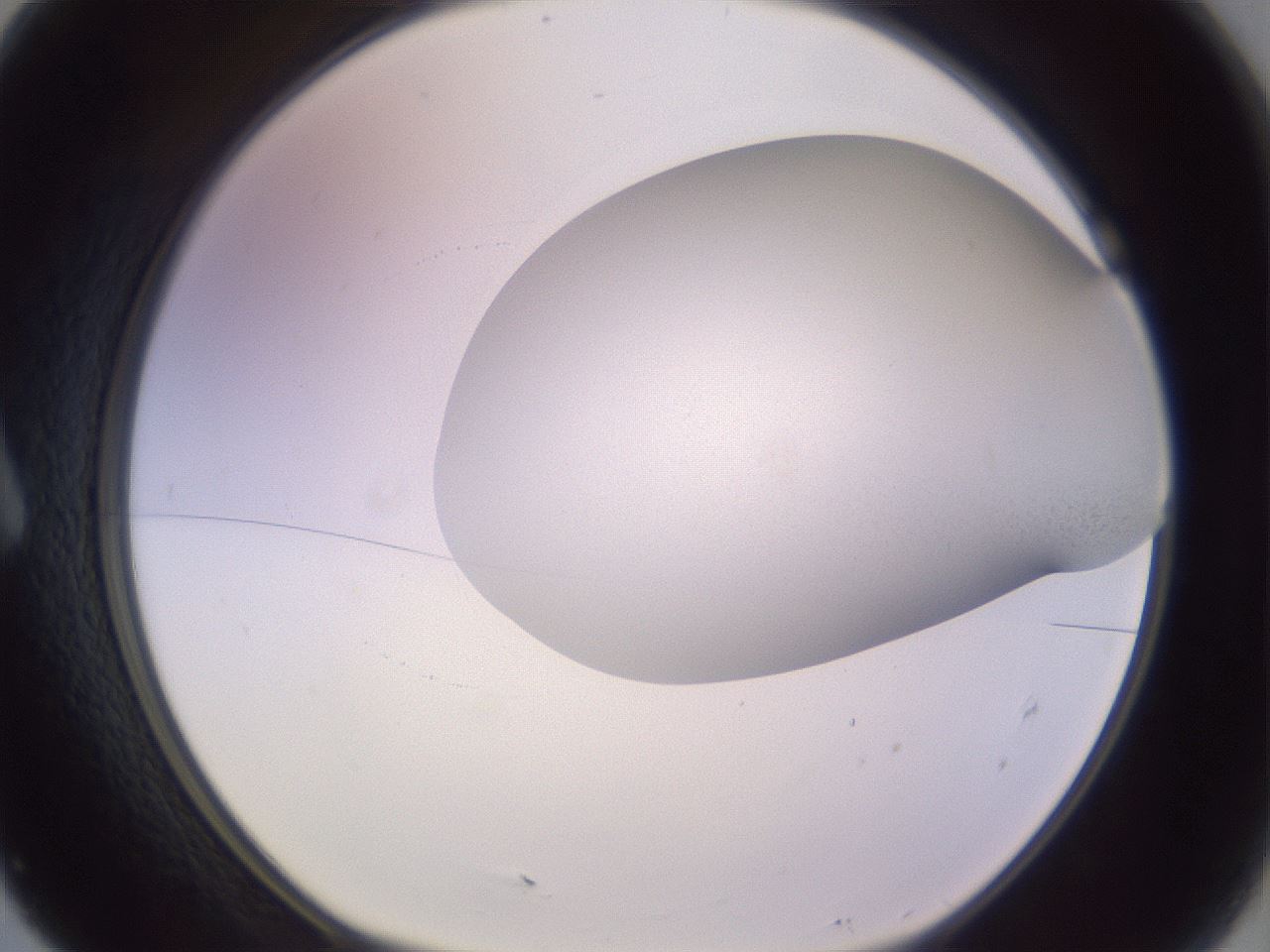 folderID954_plateID2954_batchID16043_wellNum7_profileID1_d1_r243814_ef.jpg