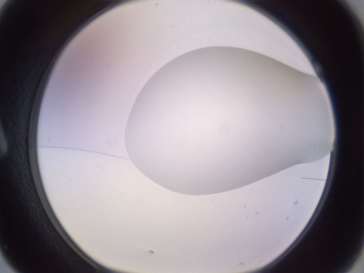 folderID954_plateID2954_batchID16409_wellNum7_profileID1_d1_r243814_ef.jpg