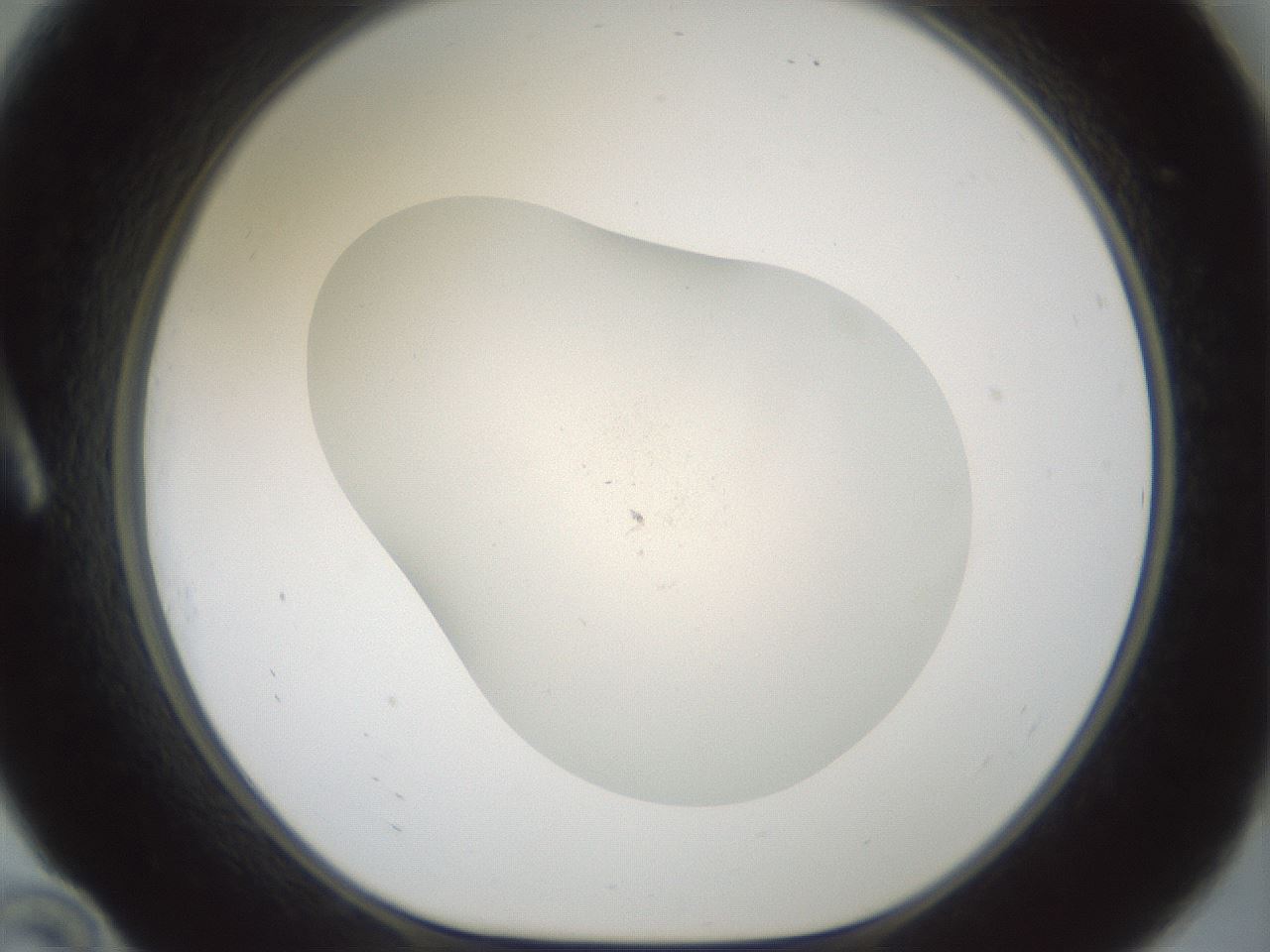 folderID955_plateID2955_batchID16039_wellNum10_profileID1_d1_r243721_ef.jpg