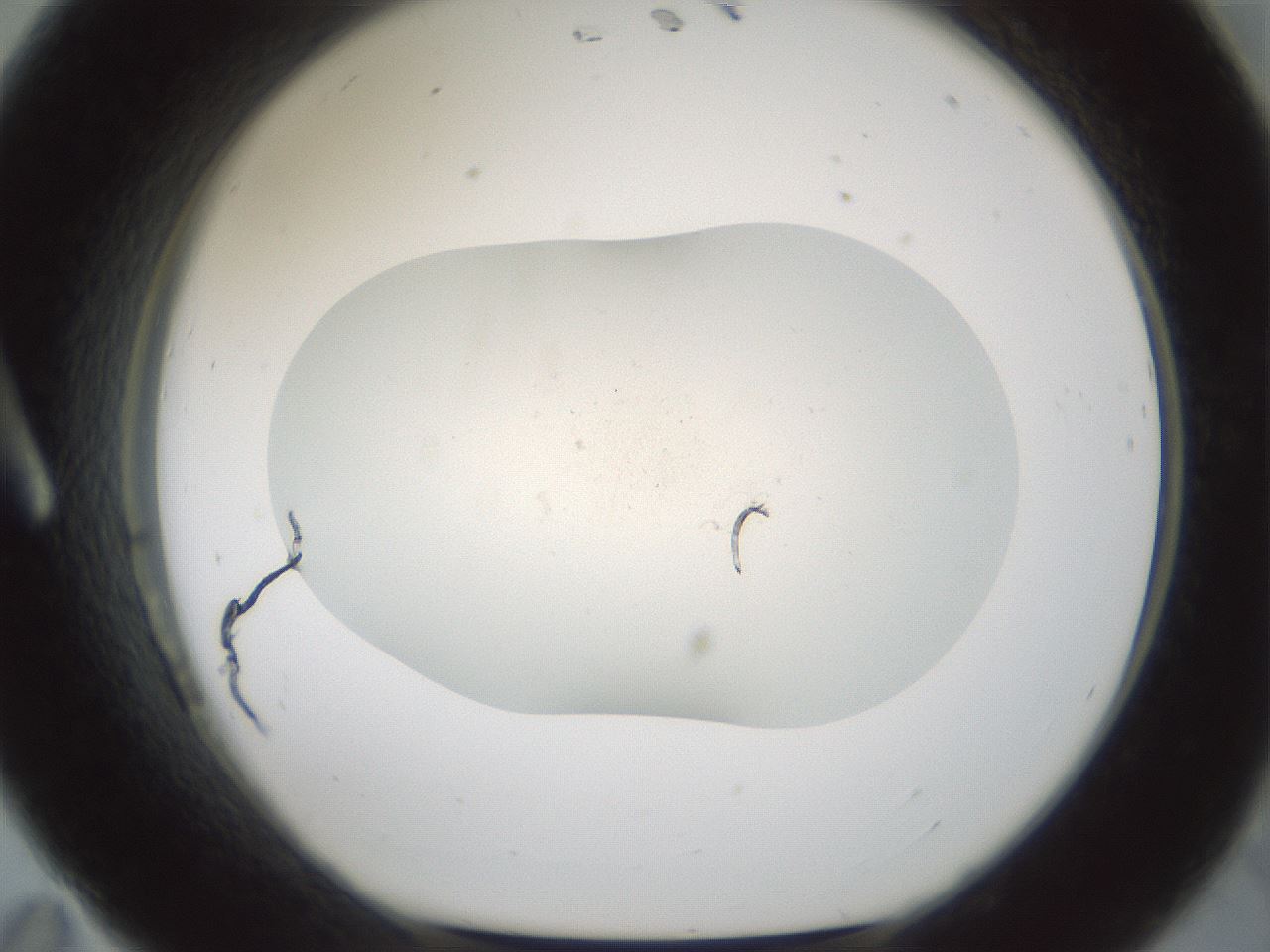 folderID955_plateID2955_batchID16039_wellNum11_profileID1_d1_r243722_ef.jpg