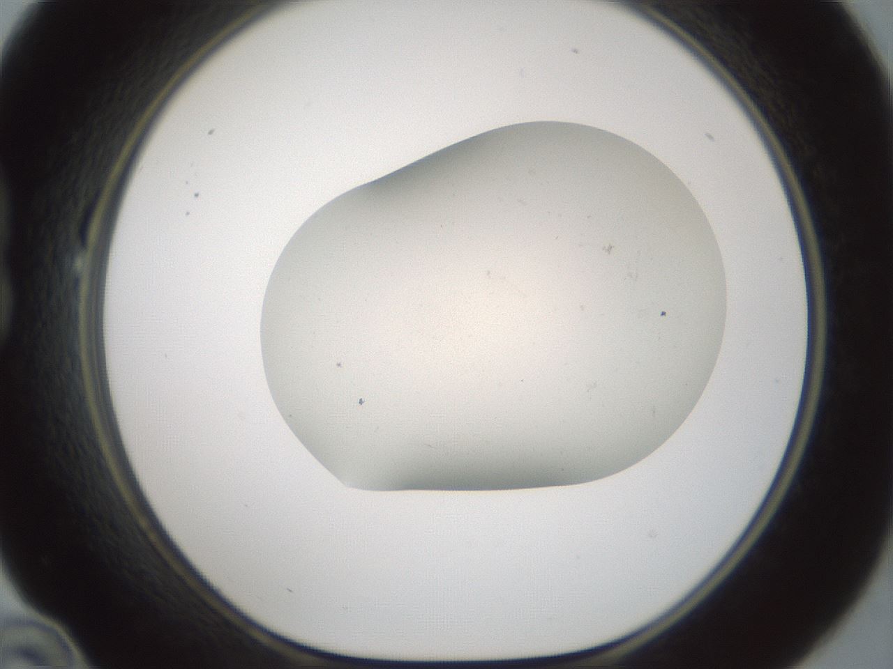 folderID955_plateID2955_batchID16039_wellNum22_profileID1_d1_r243733_ef.jpg
