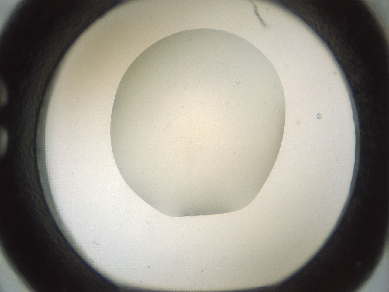folderID955_plateID2955_batchID16039_wellNum26_profileID1_d1_r243737_ef.jpg