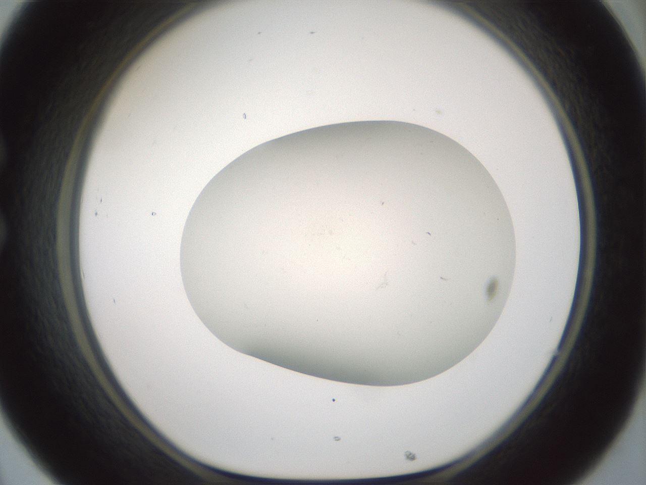 folderID955_plateID2955_batchID16039_wellNum32_profileID1_d1_r243743_ef.jpg