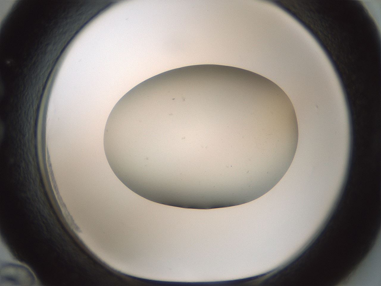 folderID955_plateID2955_batchID16039_wellNum36_profileID1_d1_r243747_ef.jpg