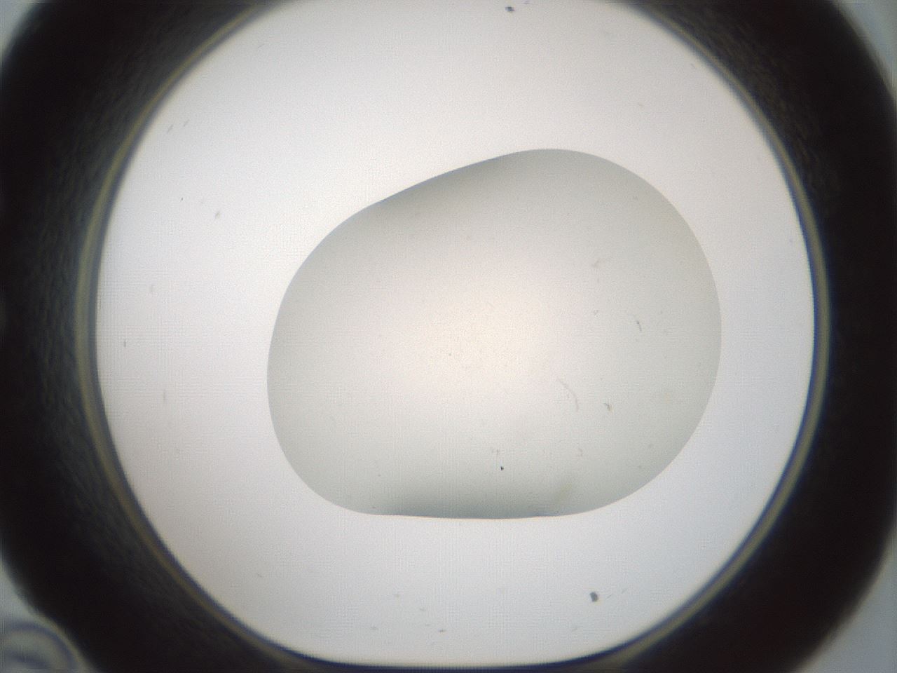 folderID955_plateID2955_batchID16039_wellNum34_profileID1_d1_r243745_ef.jpg