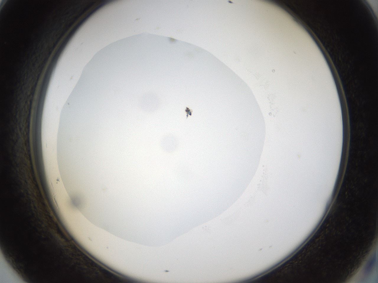 folderID956_plateID956_batchID1384_wellNum69_profileID1_d2_r36332_ef.jpg