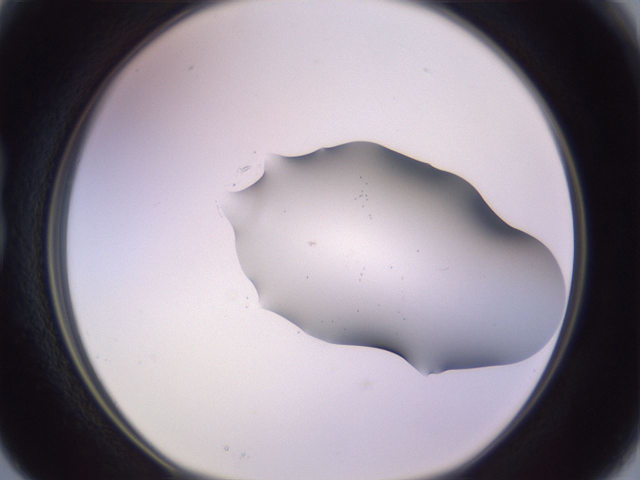 folderID957_plateID2957_batchID16025_wellNum15_profileID1_d1_r242846_ef.jpg