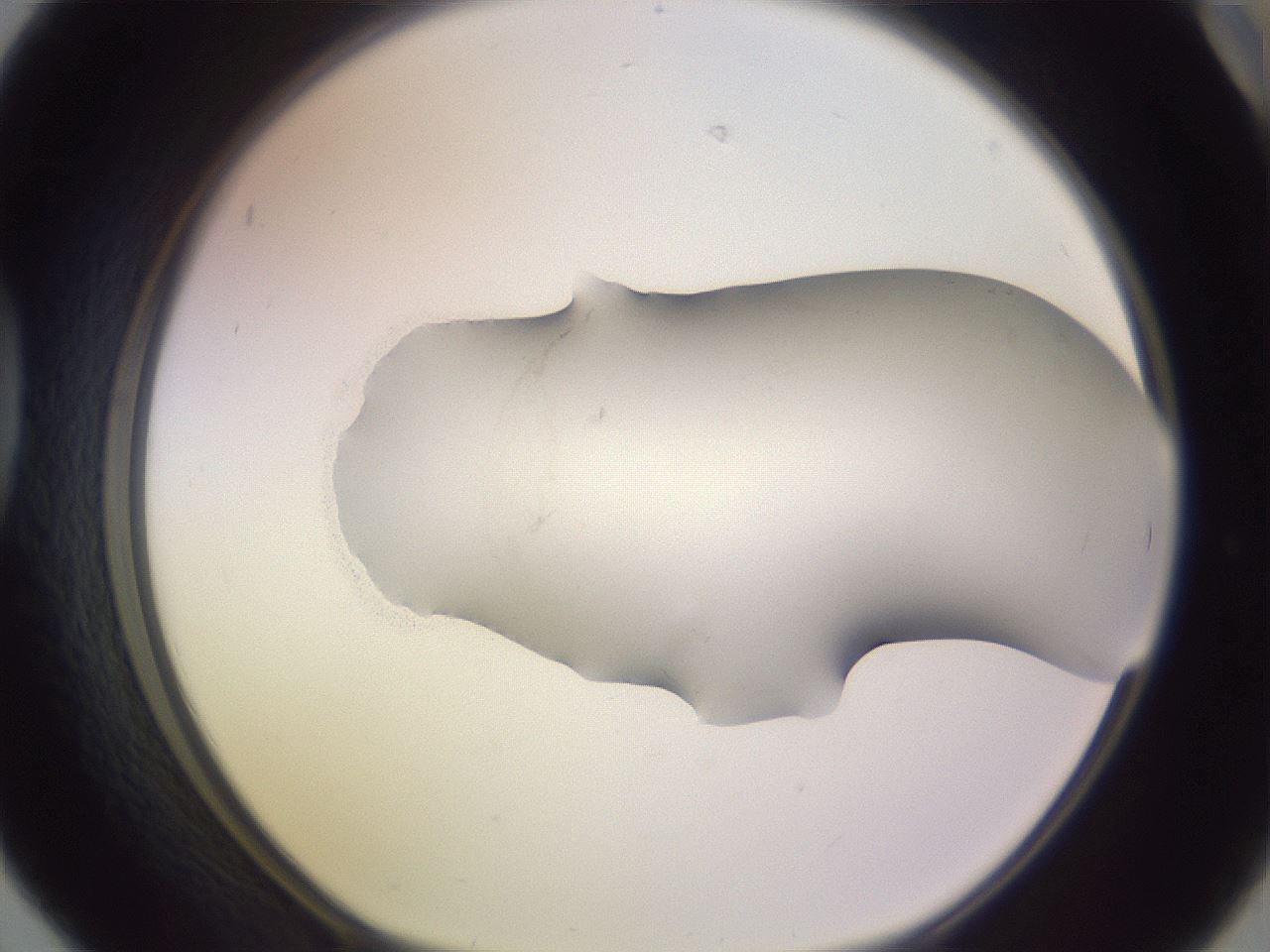 folderID957_plateID2957_batchID16025_wellNum42_profileID1_d1_r242873_ef.jpg