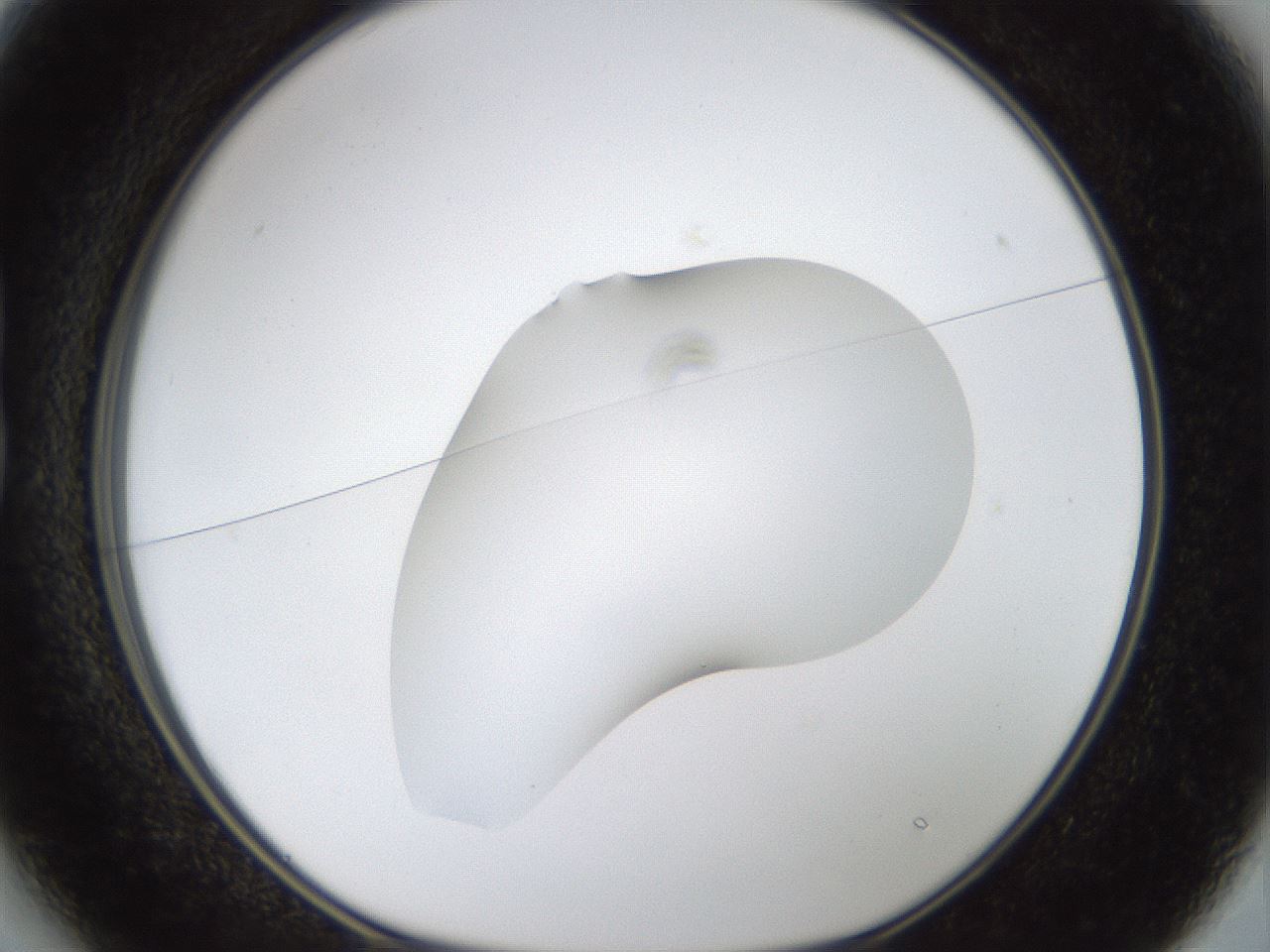folderID957_plateID957_batchID1360_wellNum13_profileID1_d1_r36411_ef.jpg