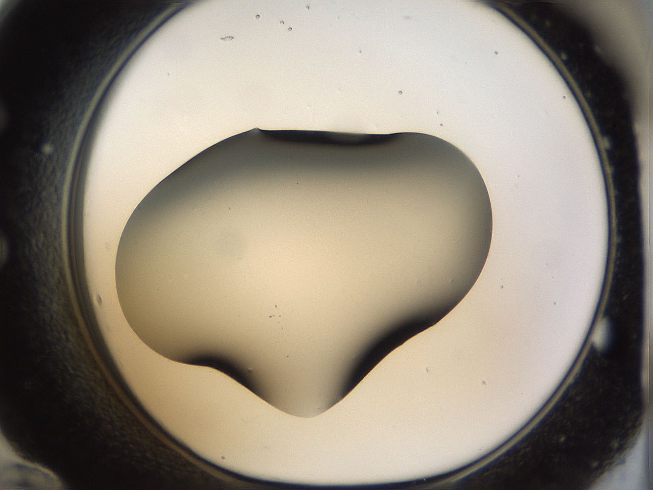 folderID957_plateID957_batchID1360_wellNum60_profileID1_d1_r36505_ef.jpg