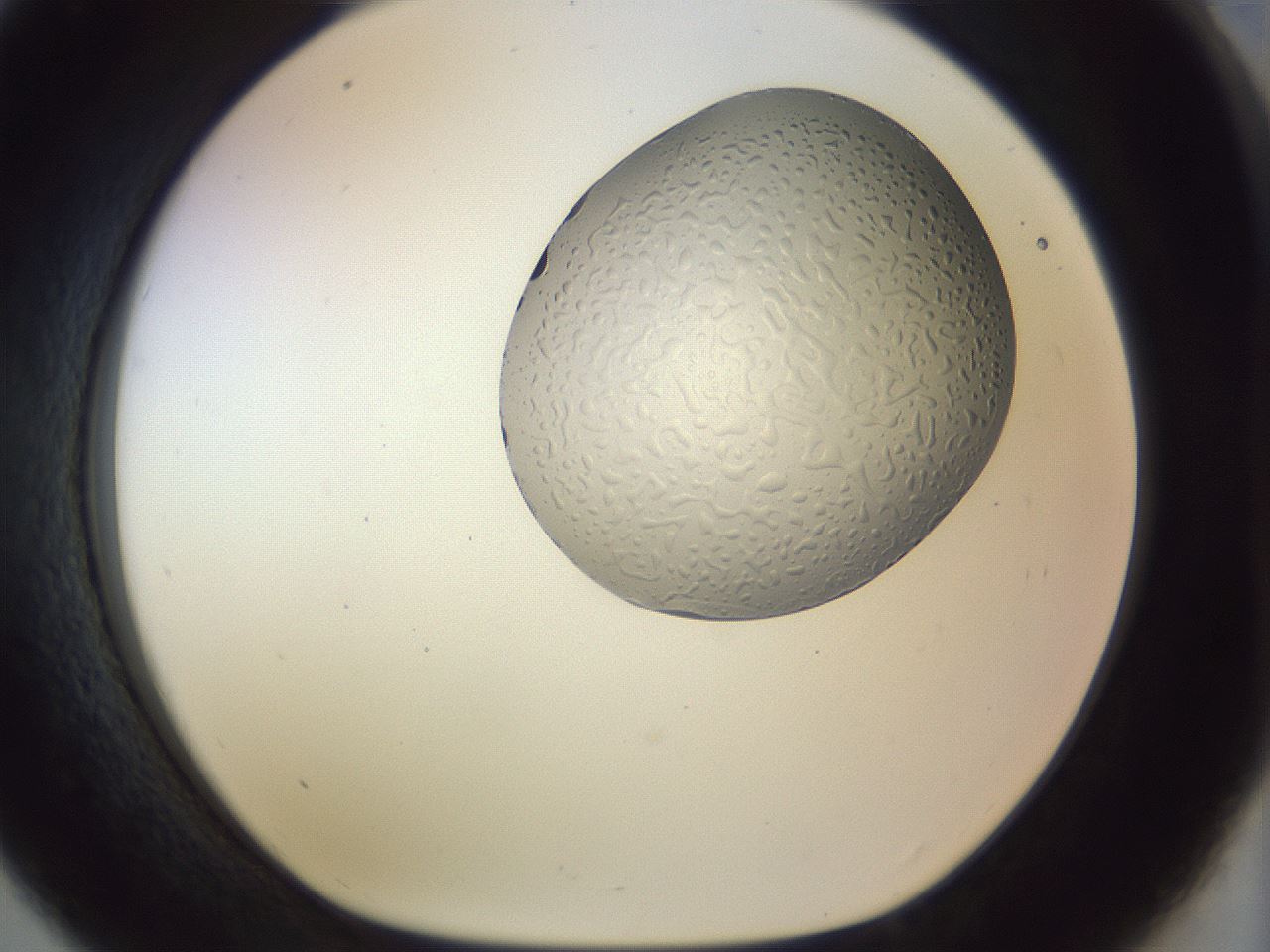 folderID958_plateID1958_batchID8614_wellNum33_profileID1_d1_r133782_ef.jpg