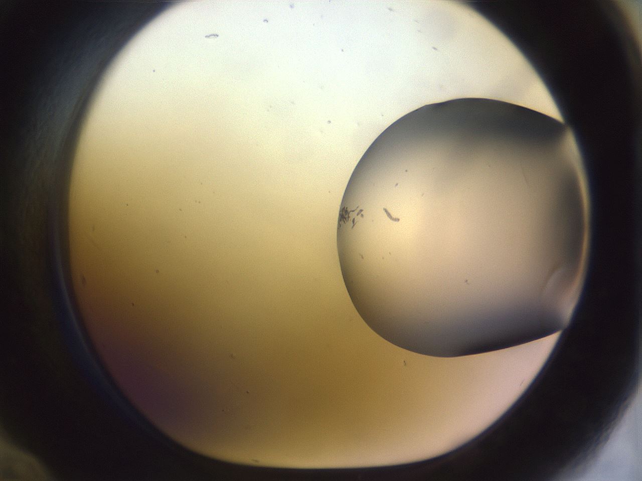 folderID958_plateID1958_batchID8614_wellNum60_profileID1_d1_r133836_ef.jpg
