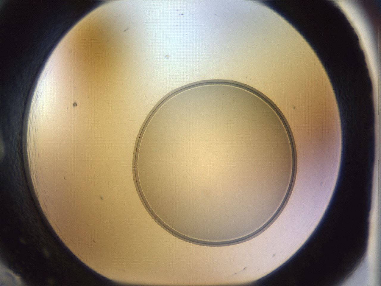 folderID959_plateID1959_batchID8608_wellNum12_profileID1_d1_r132588_ef.jpg