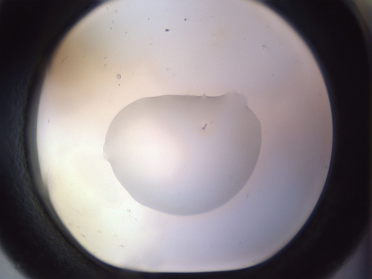 folderID959_plateID1959_batchID8608_wellNum56_profileID1_d1_r132676_ef.jpg