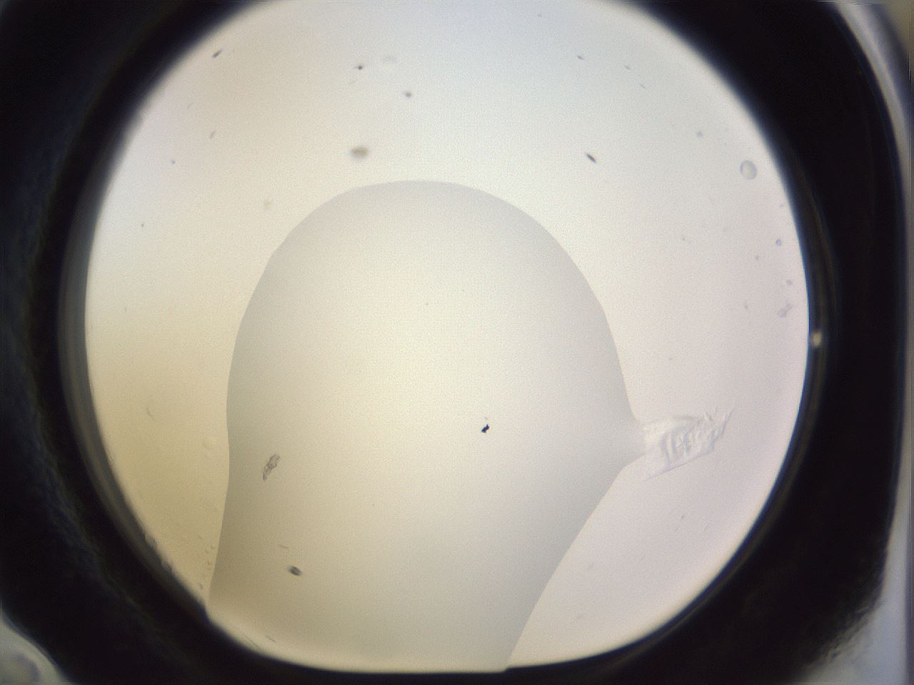 folderID959_plateID1959_batchID8608_wellNum58_profileID1_d1_r132680_ef.jpg