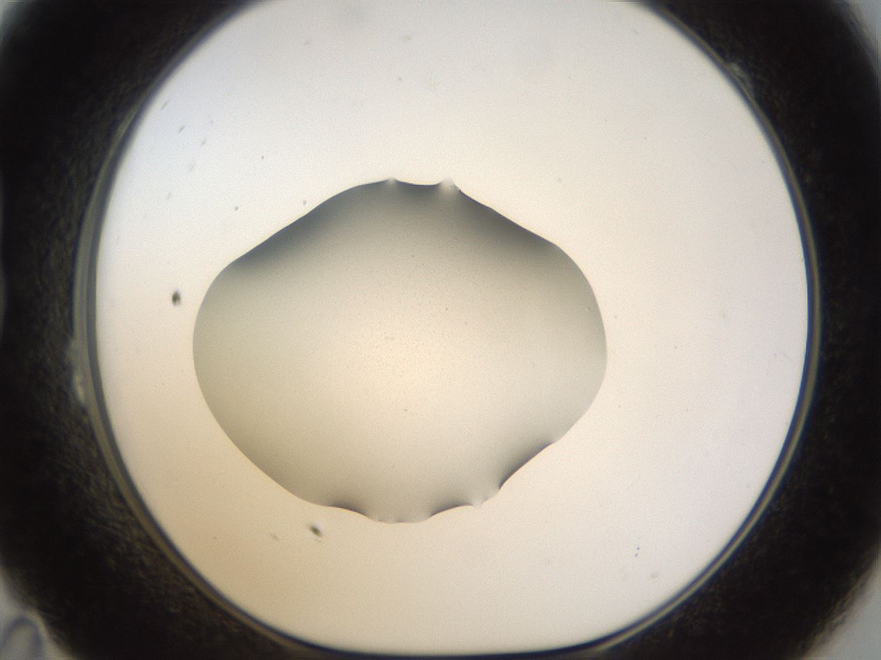 folderID959_plateID959_batchID1393_wellNum23_profileID1_d1_r36994_ef.jpg