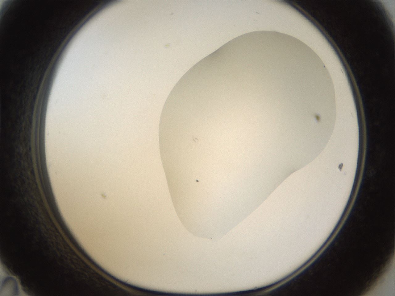 folderID959_plateID959_batchID1393_wellNum47_profileID1_d1_r37018_ef.jpg