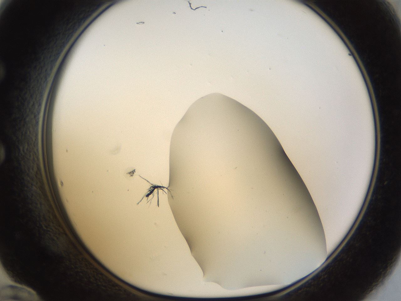 folderID959_plateID959_batchID1393_wellNum60_profileID1_d1_r37031_ef.jpg