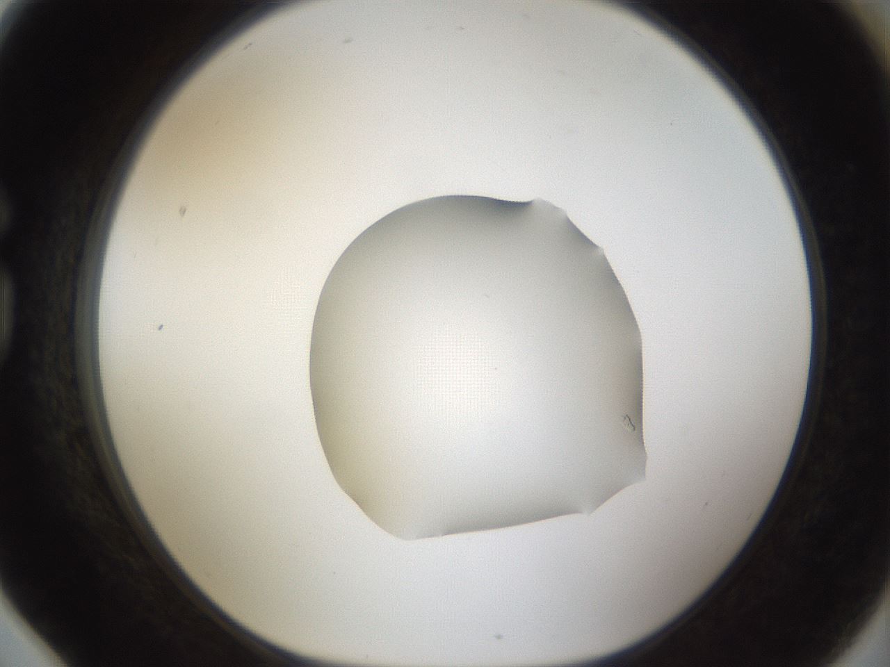 folderID959_plateID959_batchID1393_wellNum78_profileID1_d1_r37049_ef.jpg
