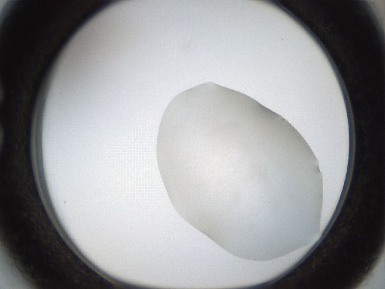 folderID959_plateID959_batchID1393_wellNum27_profileID1_d1_r36998_ef.jpg