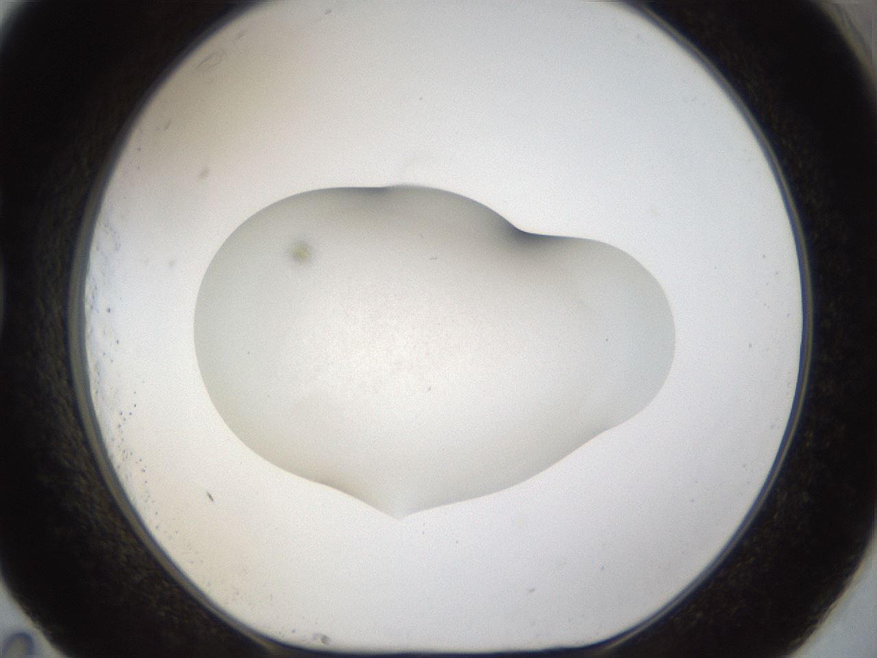 folderID959_plateID959_batchID1393_wellNum83_profileID1_d1_r37054_ef.jpg