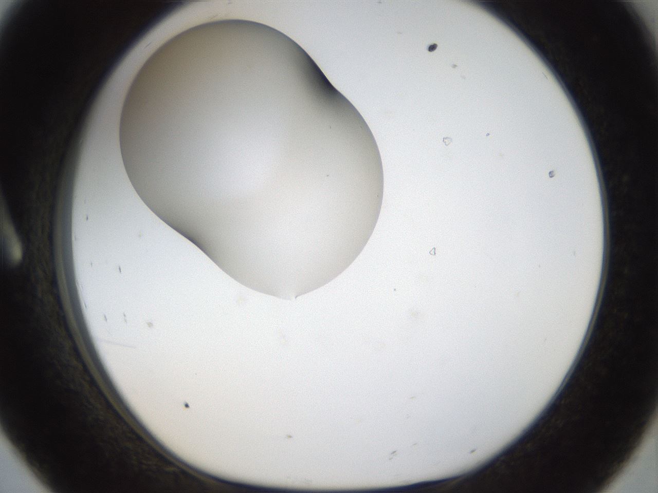 folderID959_plateID959_batchID1393_wellNum8_profileID1_d1_r36979_ef.jpg