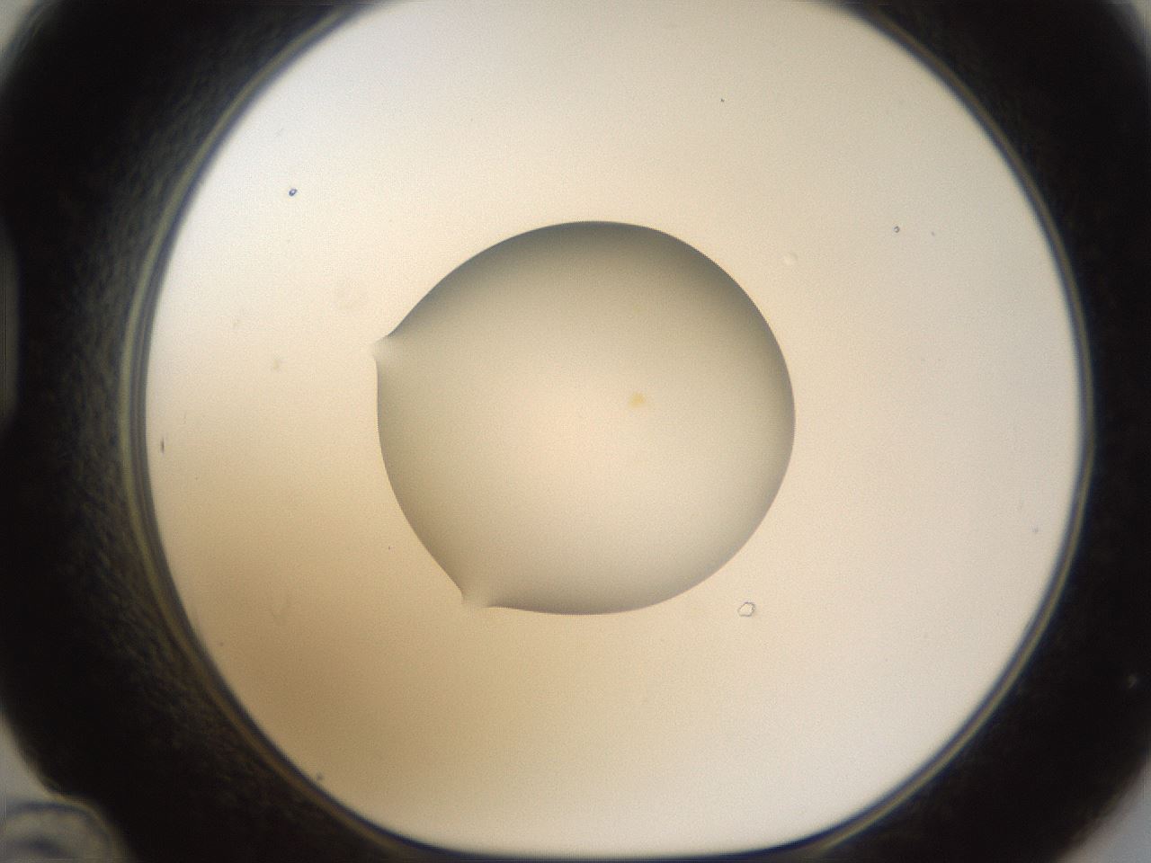 folderID95_plateID1095_batchID2559_wellNum48_profileID1_d1_r53220_ef.jpg