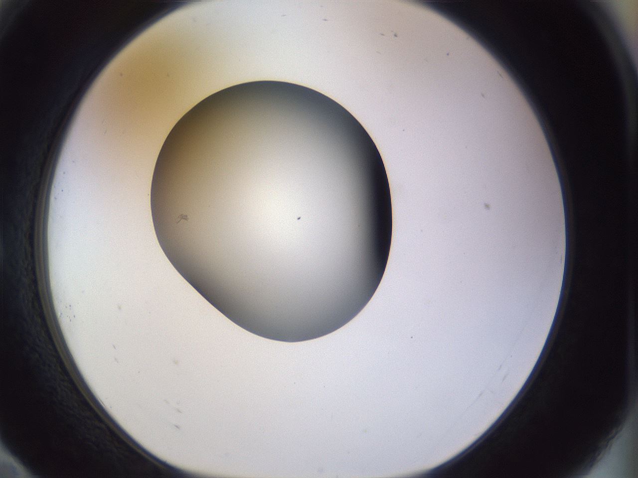 folderID960_plateID1960_batchID8600_wellNum10_profileID1_d1_r131048_ef.jpg