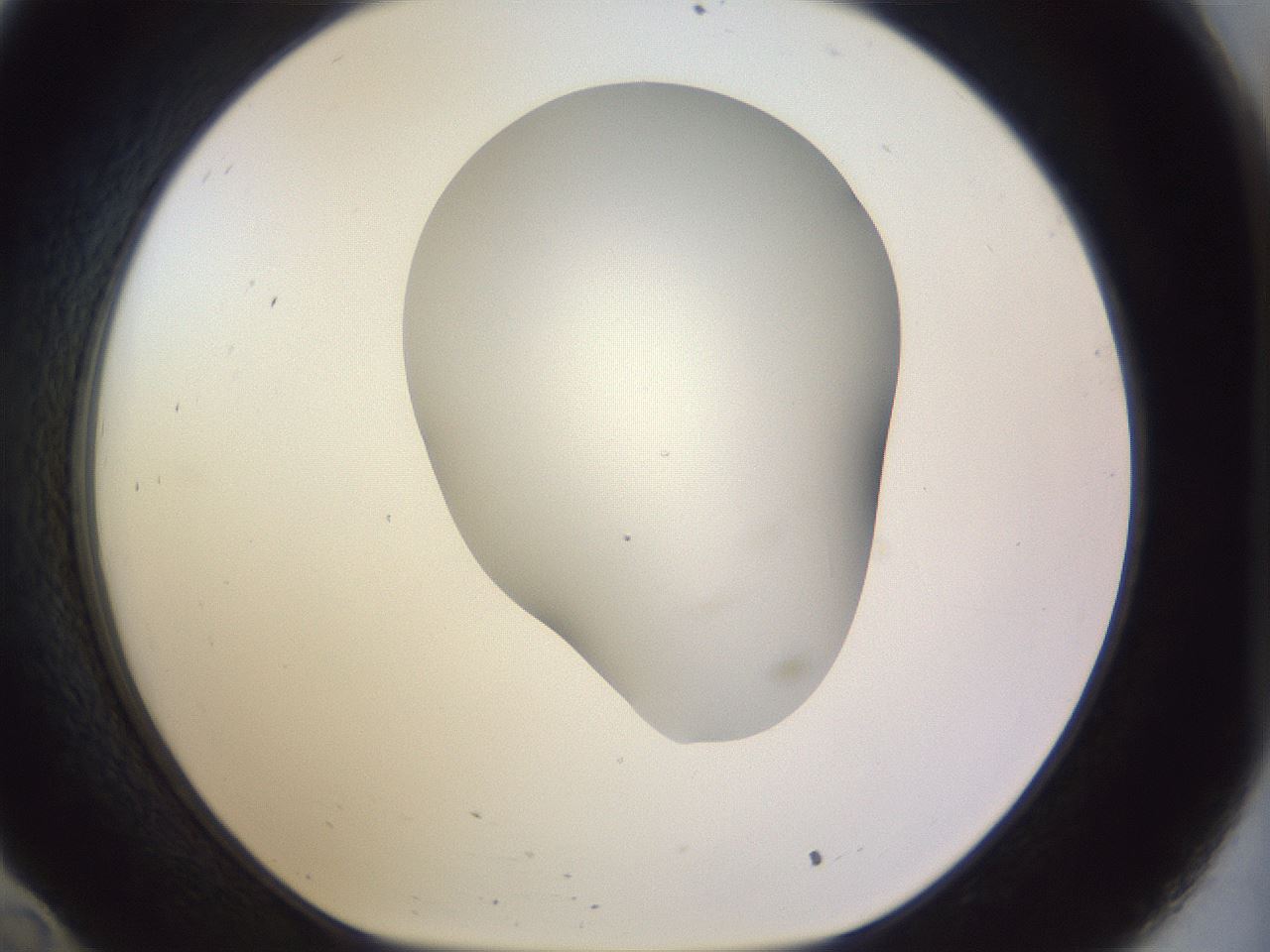 folderID960_plateID1960_batchID8600_wellNum34_profileID1_d1_r131096_ef.jpg