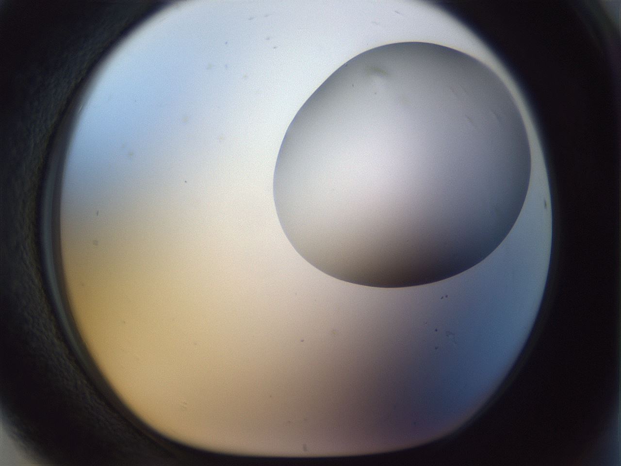 folderID960_plateID1960_batchID8600_wellNum80_profileID1_d1_r131188_ef.jpg