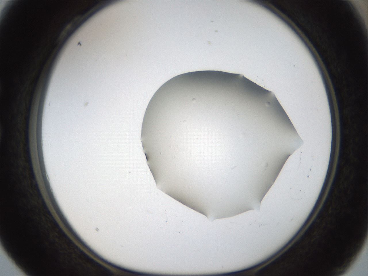 folderID960_plateID960_batchID1395_wellNum28_profileID1_d1_r37191_ef.jpg