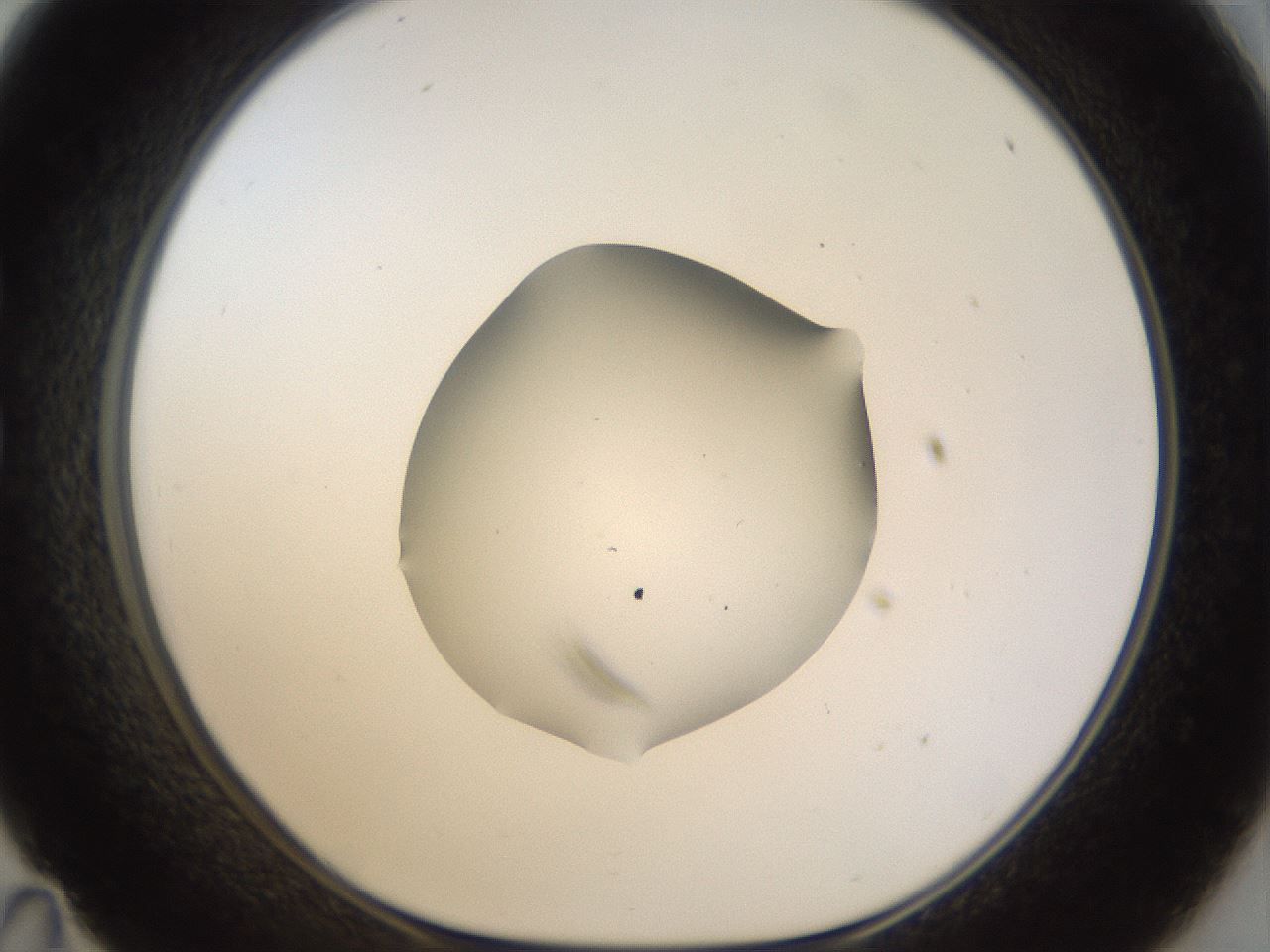 folderID960_plateID960_batchID1395_wellNum35_profileID1_d1_r37198_ef.jpg