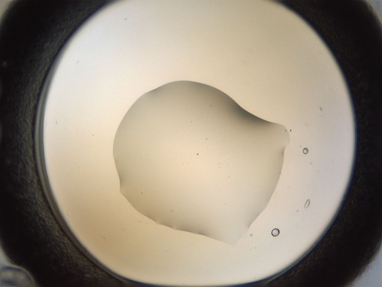 folderID960_plateID960_batchID1395_wellNum36_profileID1_d1_r37199_ef.jpg