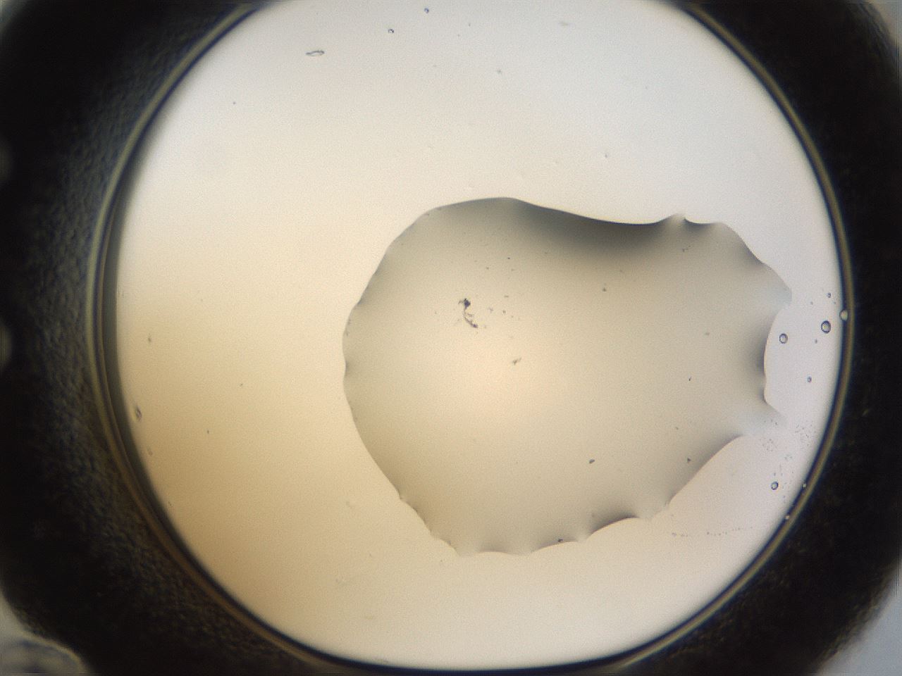 folderID960_plateID960_batchID1395_wellNum60_profileID1_d1_r37223_ef.jpg