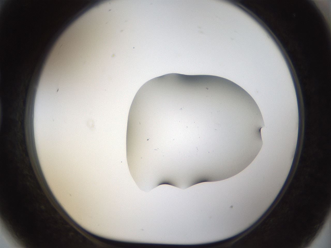 folderID960_plateID960_batchID1395_wellNum81_profileID1_d1_r37244_ef.jpg