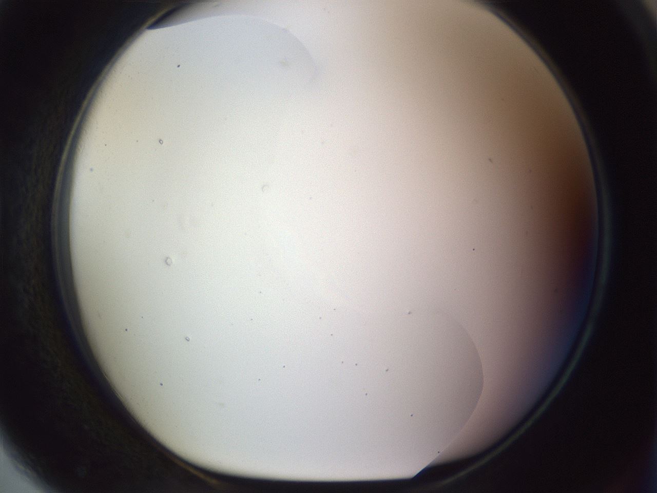 folderID961_plateID1961_batchID8597_wellNum79_profileID1_d1_r130610_ef.jpg