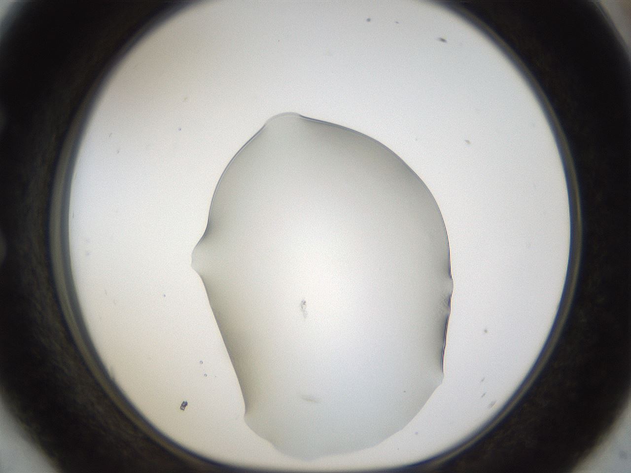 folderID961_plateID961_batchID1446_wellNum54_profileID1_d1_r37314_ef.jpg
