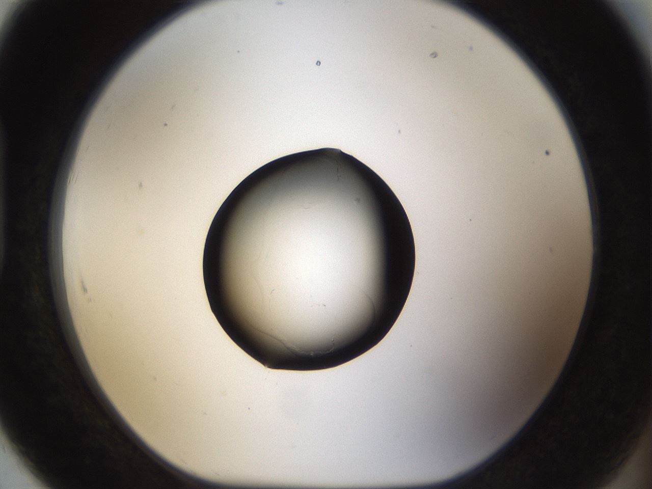 folderID961_plateID961_batchID1446_wellNum91_profileID1_d1_r37351_ef.jpg