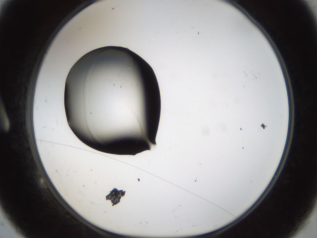 folderID961_plateID961_batchID1446_wellNum9_profileID1_d1_r37269_ef.jpg